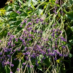 Verveine Lavender Spires - Un nuage mauve tout l'été