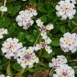 Verveine nodiflore Phyla rampant - Un tapis fleuri sans effort