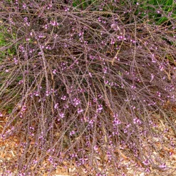 Verveine officinale Bampton - Un nuage violet au jardin