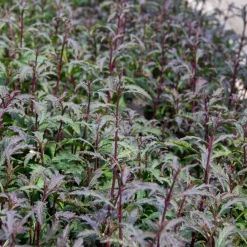 Verveine officinale Bampton - Un nuage violet au jardin