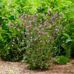Verveine officinale Bampton - Un nuage violet au jardin