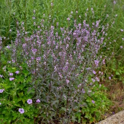 Verveine officinale Bampton - Un nuage violet au jardin