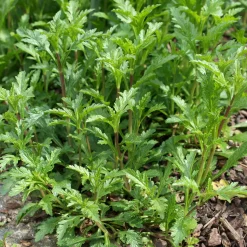 Verveine officinale - La vivace facile des tisanes