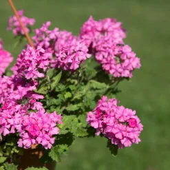 Verveine retombante rose - Cascade rose tout l'été