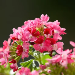 Verveine retombante rose - Cascade rose tout l'été
