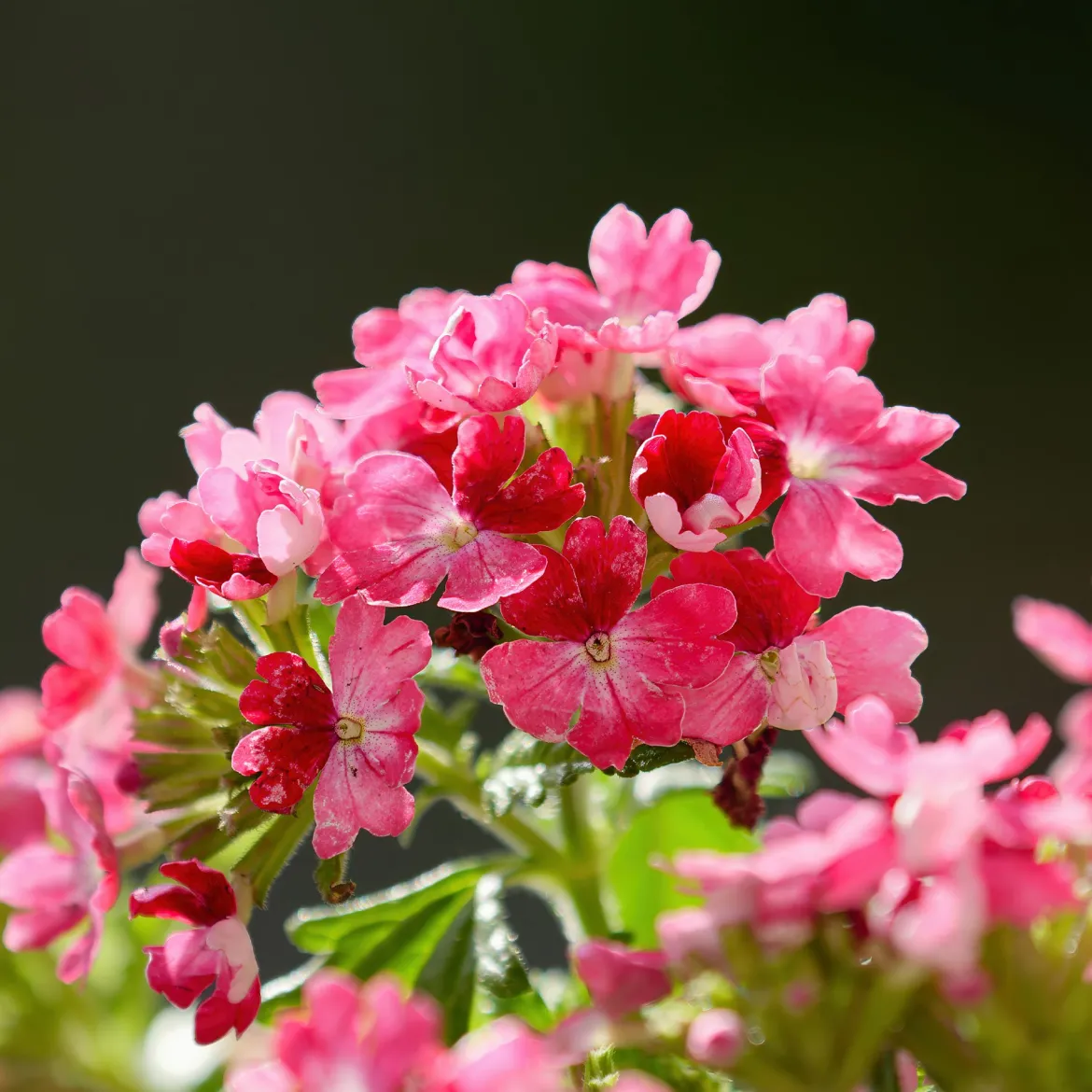 Verveine retombante rose - Cascade rose tout l'été