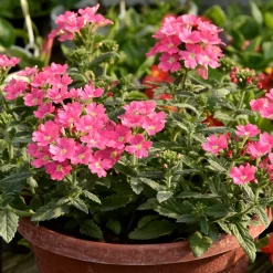 Verveine retombante rose - Cascade rose tout l'été