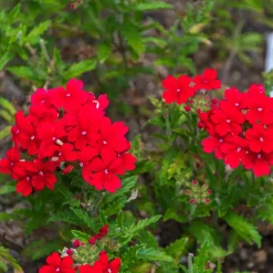 Verveine retombante rouge - Cascade rouge tout l'été