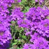 Verveine retombante violette - Cascade violette tout l'été