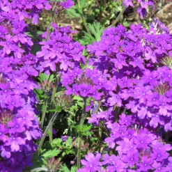 Verveine retombante violette - Cascade violette tout l'été