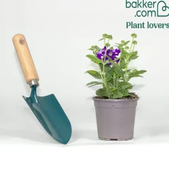 Verveine retombante violette - Cascade violette tout l'été