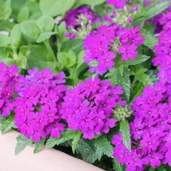 Verveine retombante violette - Cascade violette tout l'été