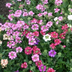 Verveines à grandes fleurs en mélange - Un tapis de fleurs tout l'été