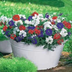 3 Verveines rouge, blanc, bleu en mélange - 3 couleurs, un été fleuri