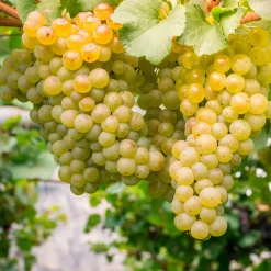 Vigne Chardonnay - Votre raisin blanc maison