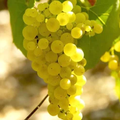 Vigne Chardonnay - Votre raisin blanc maison
