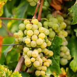 Vigne Chardonnay - Votre raisin blanc maison