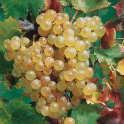 Vigne Chasselas de Fontainebleau - Du raisin doré chez vous