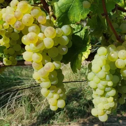Vigne Chasselas de Fontainebleau - Du raisin doré chez vous