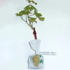 Vigne Chasselas de Fontainebleau - Du raisin doré chez vous