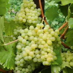 Vigne Exalta - Du raisin blanc chez vous