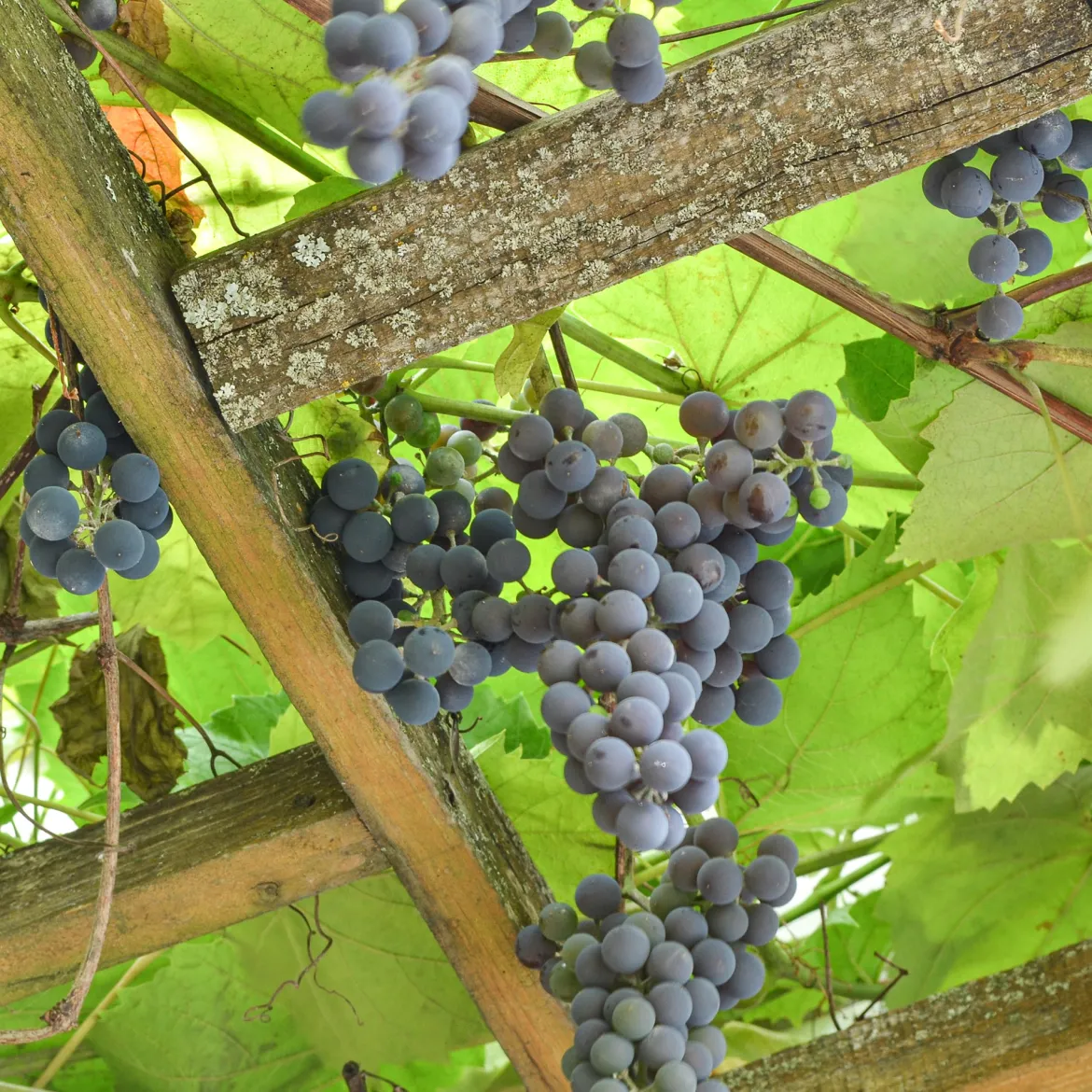 Vigne Isabella - Une pergola gourmande en été