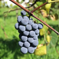 Vigne Isabella - Une pergola gourmande en été