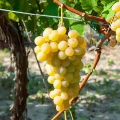 Vigne Italia - Des raisins dorés chez vous