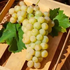 Vigne Italia - Des raisins dorés chez vous