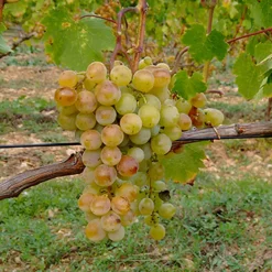 Vigne Muscat Alexandrie - Le raisin sucré fait maison