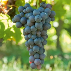 Vigne Muscat de Hambourg - Raisins sucrés faits maison