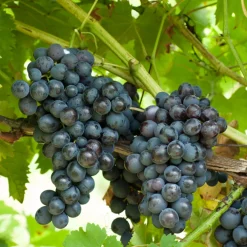 Vigne Muscat de Hambourg - Raisins sucrés faits maison