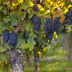 Vigne Muscat de Hambourg - Raisins sucrés faits maison