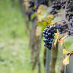 Vigne Pinot - Vos raisins dès septembre