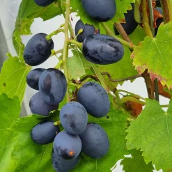Vigne sans pépins Attika - Du raisin sans pépins chez vous