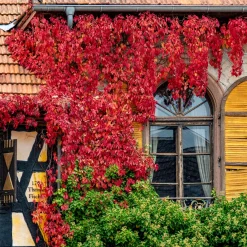 Vigne vierge d'Engelmann - Un mur rouge feu en un été
