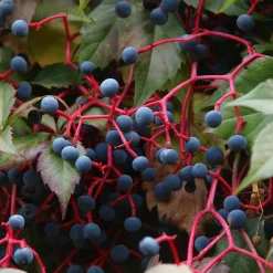 Vigne vierge d'Engelmann - Un mur rouge feu en un été