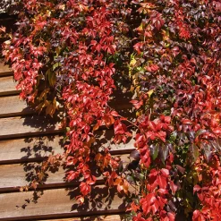 Vigne vierge d'Engelmann - Un mur rouge feu en un été