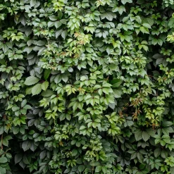 Vigne vierge d'Engelmann - Un mur rouge feu en un été