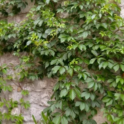 Vigne vierge d'Engelmann - Un mur rouge feu en un été