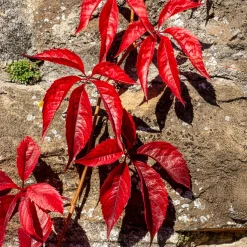 Vigne vierge Red Wall® - Un mur rouge feu en automne