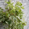 Vigne vierge Star shower® - Un mur vivant en un été