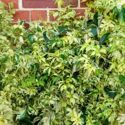 Vigne vierge Star shower® - Un mur vivant en un été