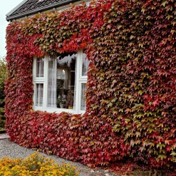Vigne vierge - Un mur végétal express
