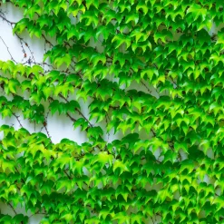 Vigne vierge - Un mur végétal express
