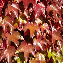 Vigne vierge - Un mur végétal express