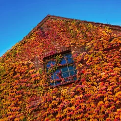 Vigne vierge - Un mur végétal express