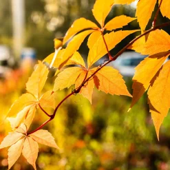 Vigne vierge Yellow Wall® - Un mur doré en automne