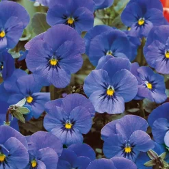 Violette cornue Admiration - Pensée - Un tapis bleu tout l'été