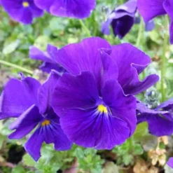 Violette cornue Martin - Pensée - Un tapis violet tout l'hiver